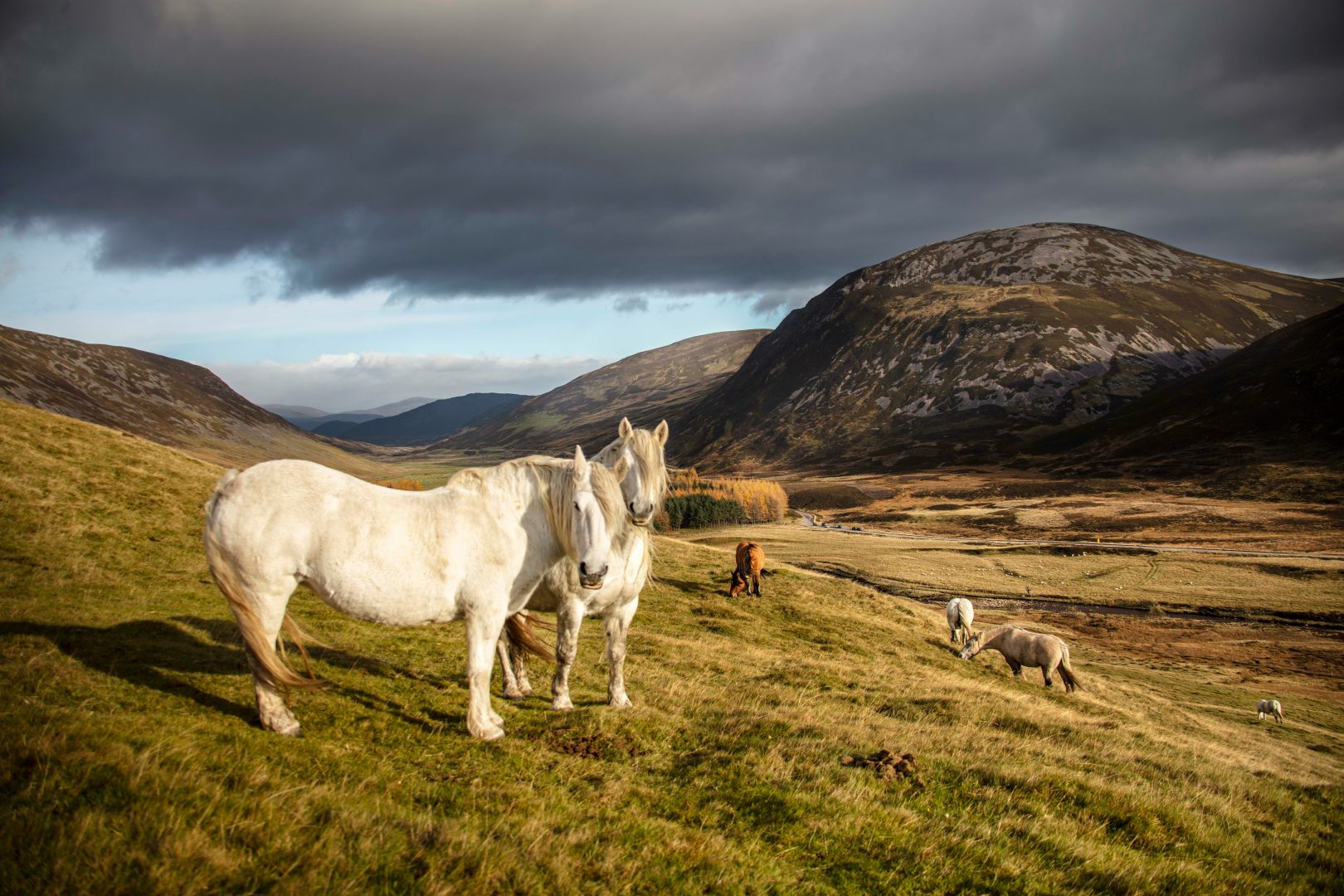 White Horse on hillside near Braemar